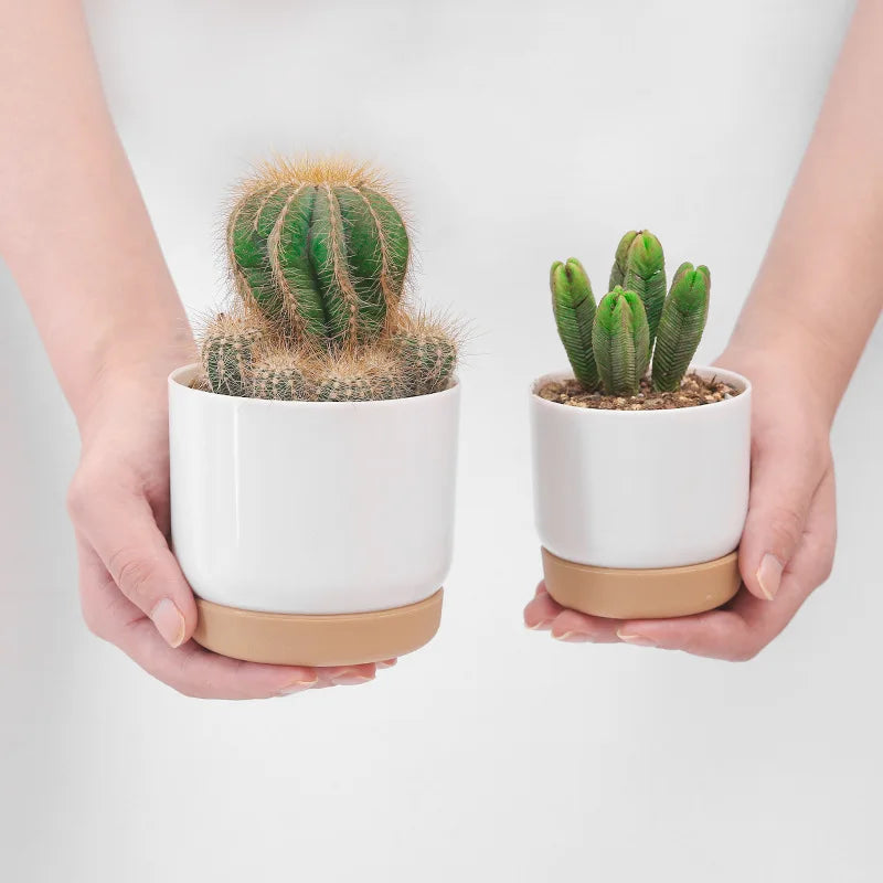 Double Succulents Flower Pots