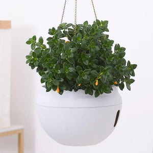 Bowl-Shaped Plastic Flower Pot