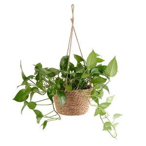 Garden Hanging Plant Storage Basket